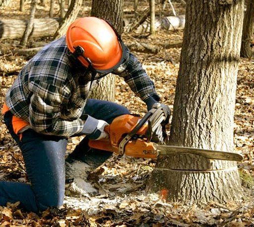 Tree Removal in Morrison, OK